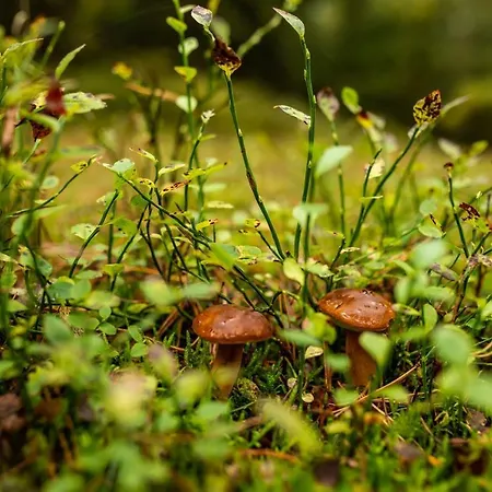 Ncnk Osiedle Bursztynowe W Jantarze Apartament