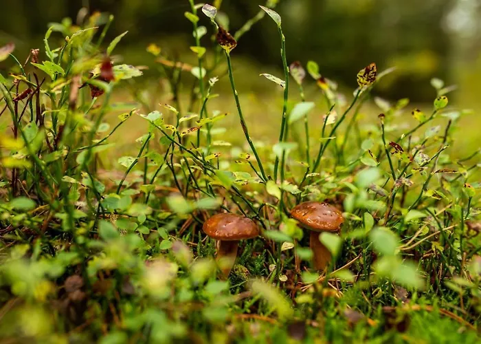 Mierzeja -osiedle Bursztynowe, Lejlighed